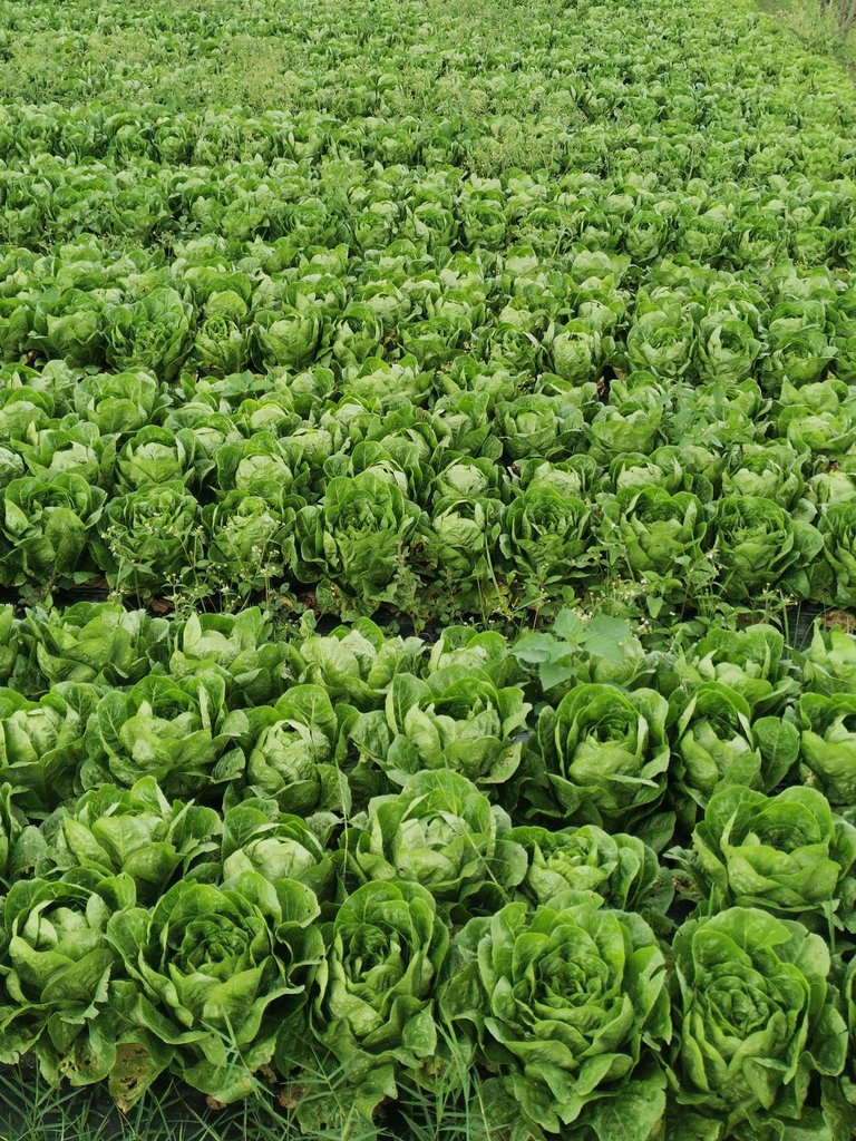 7. Romane Lettuce.jpg
