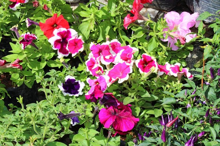 10. Petunias.jpg