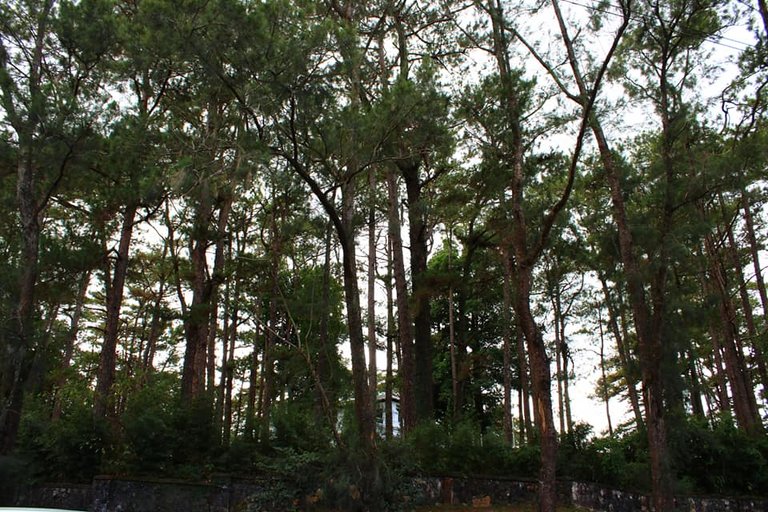 2. Pine Trees.jpg