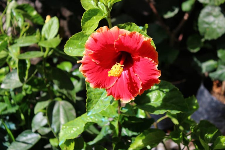 9. Gumamela (Hibiscus Flower).jpg