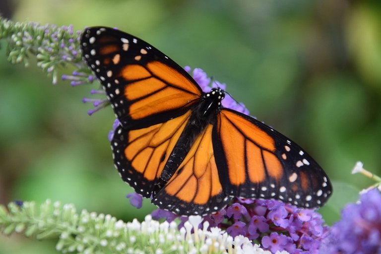 butterfly-3656086_960_720.jpg