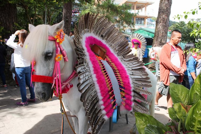 10. White Horse in Ifugao Attire.jpg