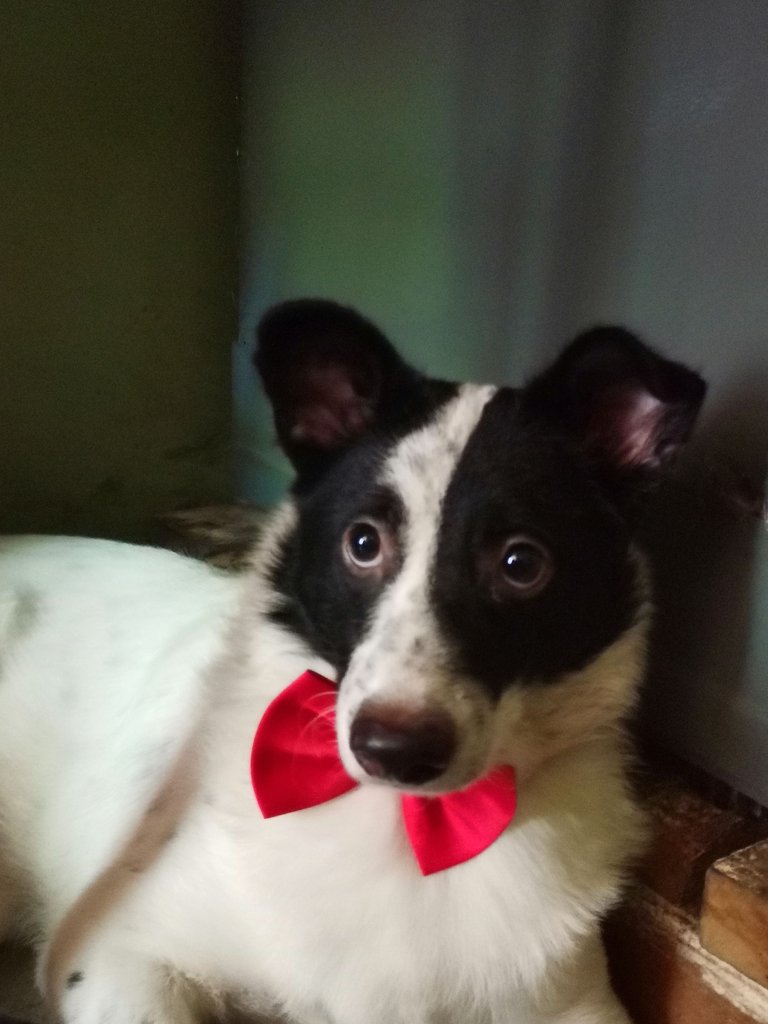 1. Panda Dog.jpg