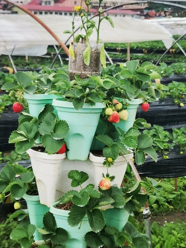 5. Strawberry in pots.jpg