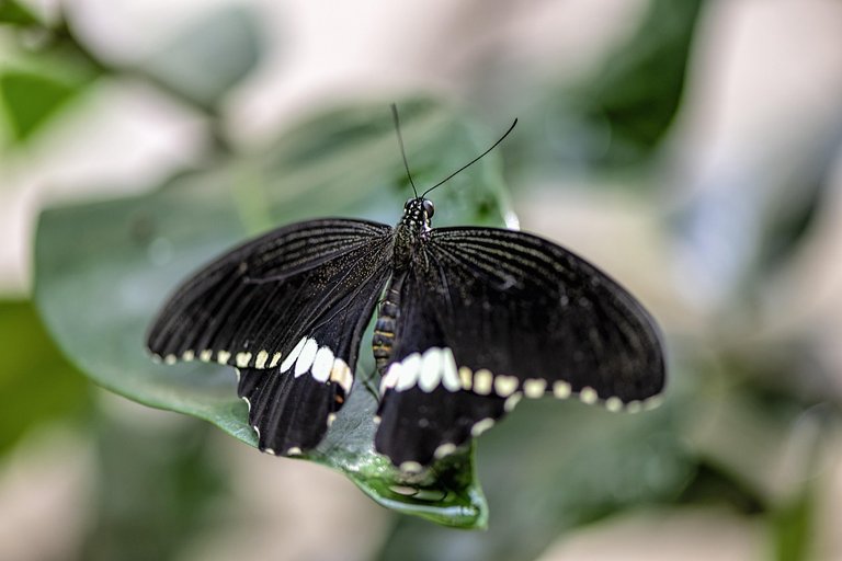butterfly-4415305_1280.jpg