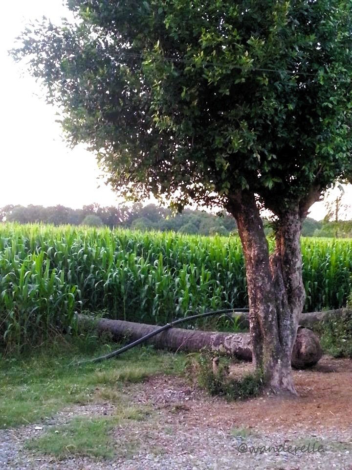 2. Mango Tree.jpg