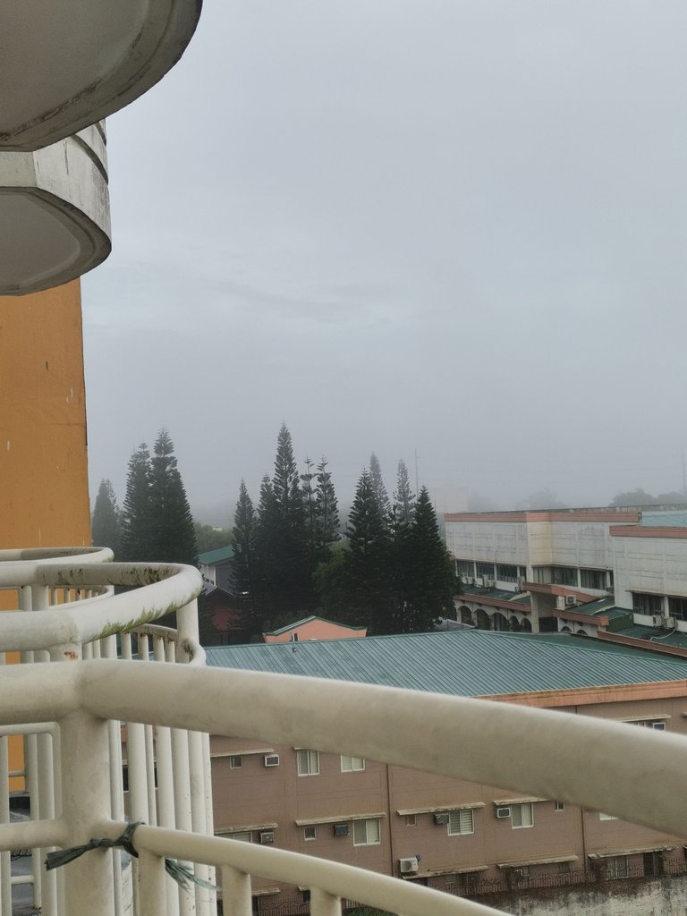 6. Morning Pine Trees.jpg