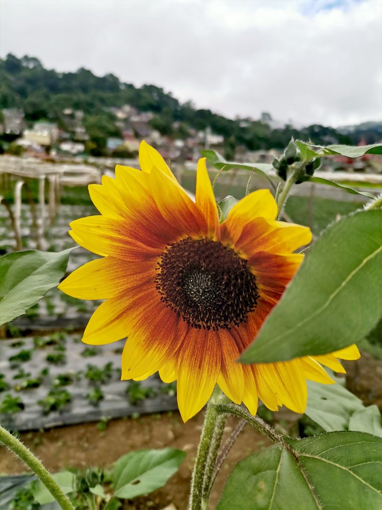 6. Sunflower.jpg