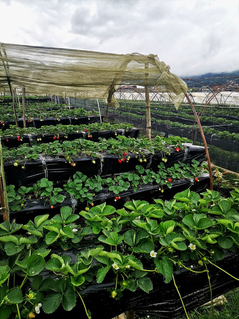 4. Strawberries small.jpg