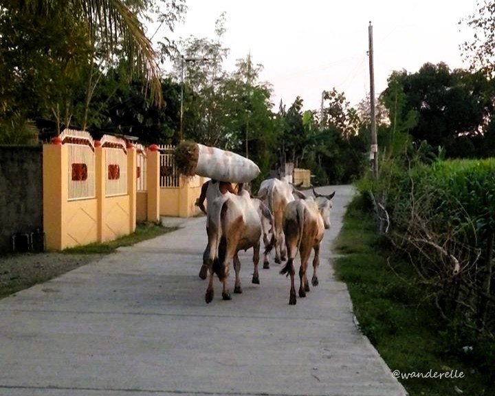 1. Cows.jpg
