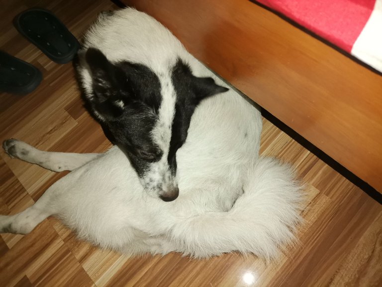 1. Panda.jpg