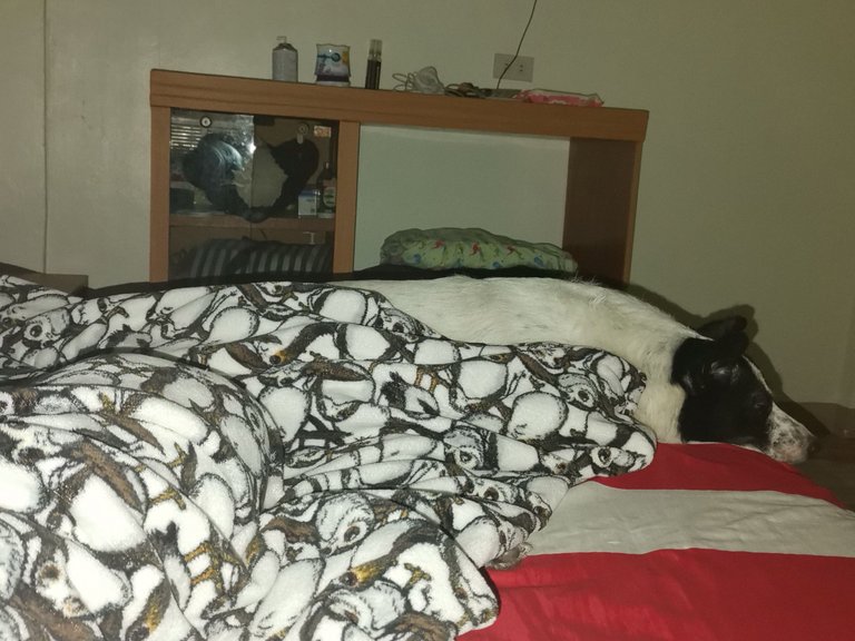 4. Sleeping Panda.jpg