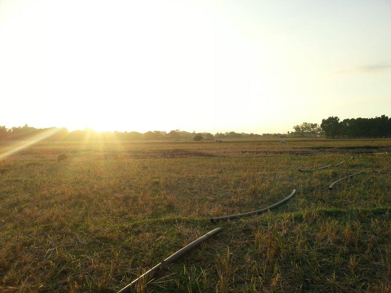 8. Farm.jpg