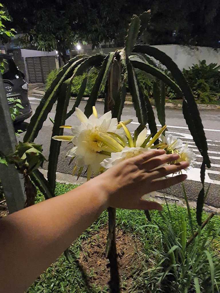 size of the flower.jpg