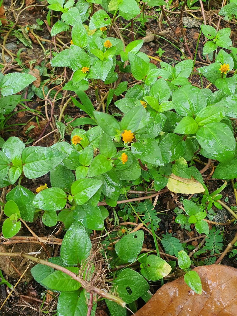 Toothache flower.jpg