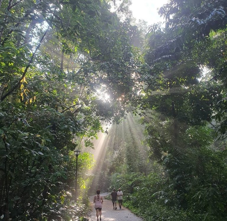 interaction of sun and green forest.jpg