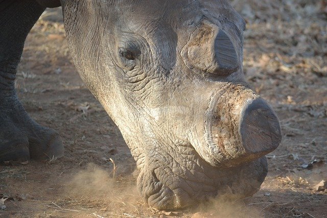 white-rhino-399558_640.jpg