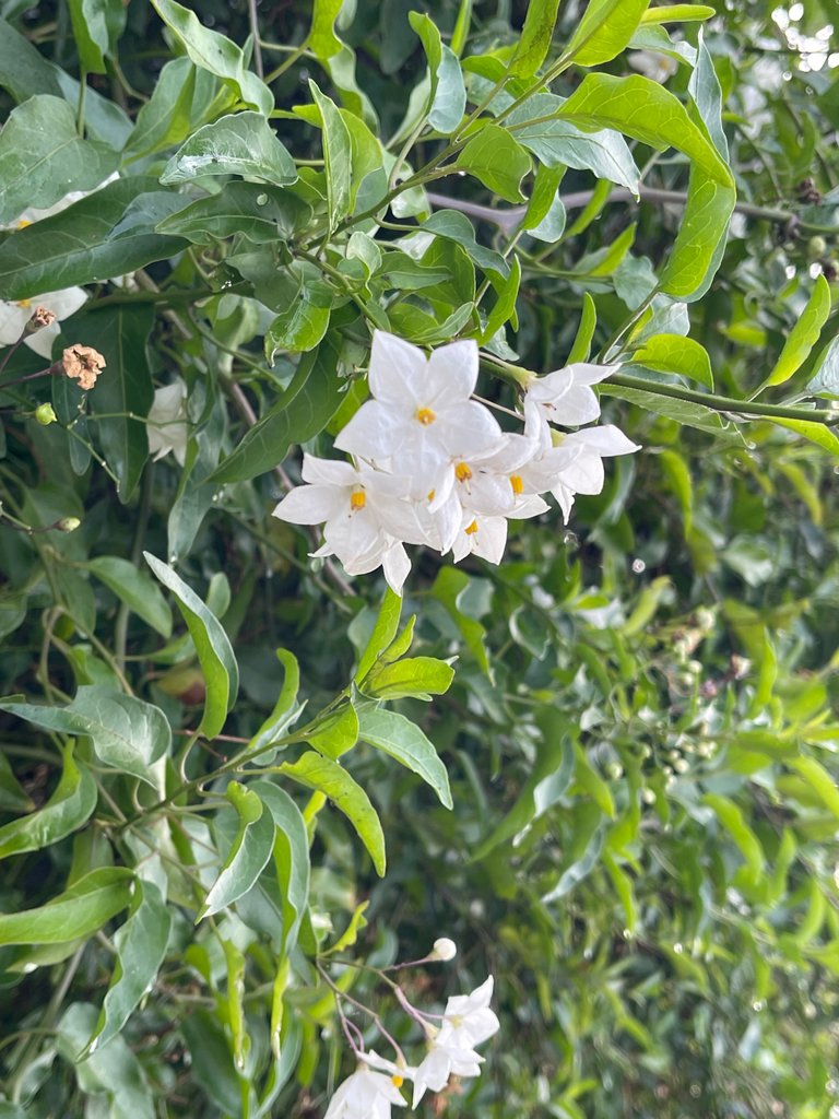 IMG_1638.jpeg