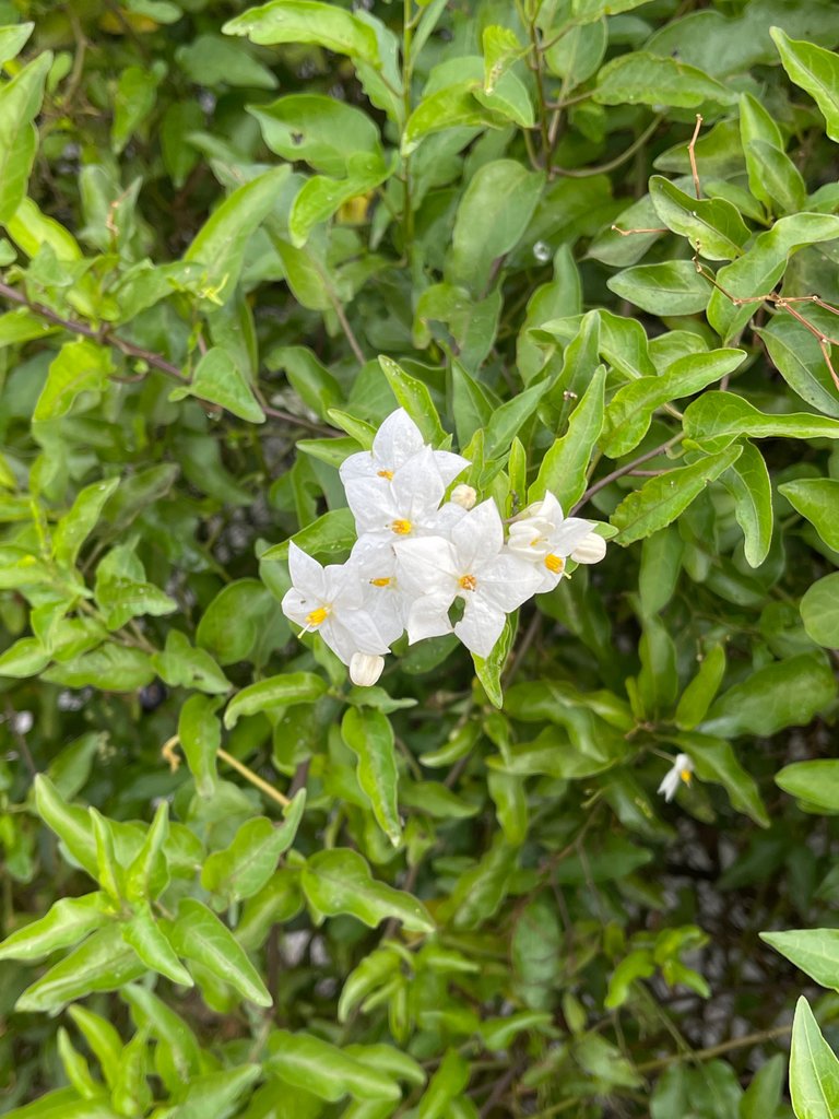 IMG_1635.jpeg