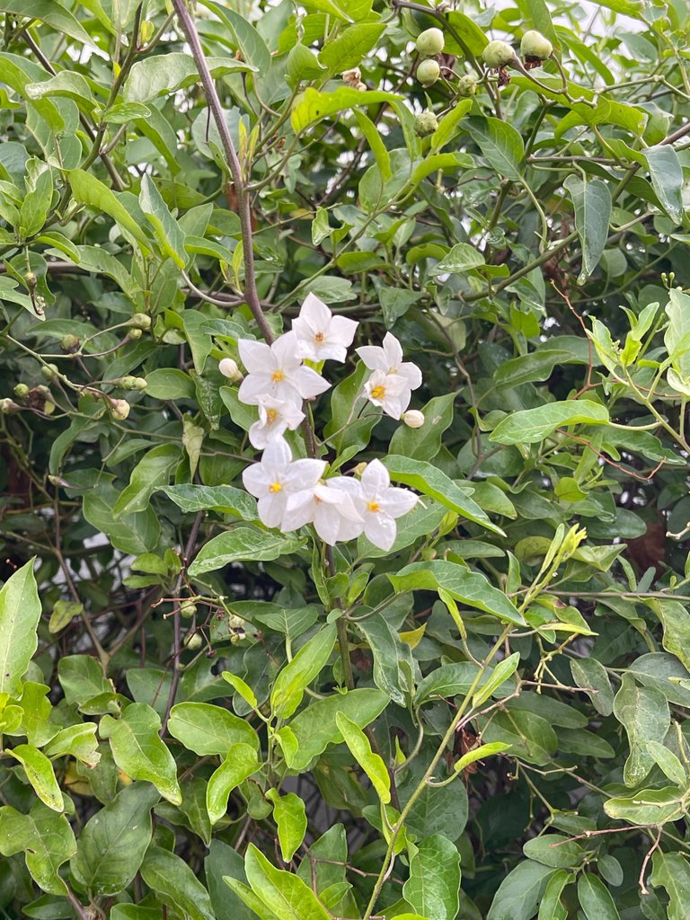 IMG_1636.jpeg