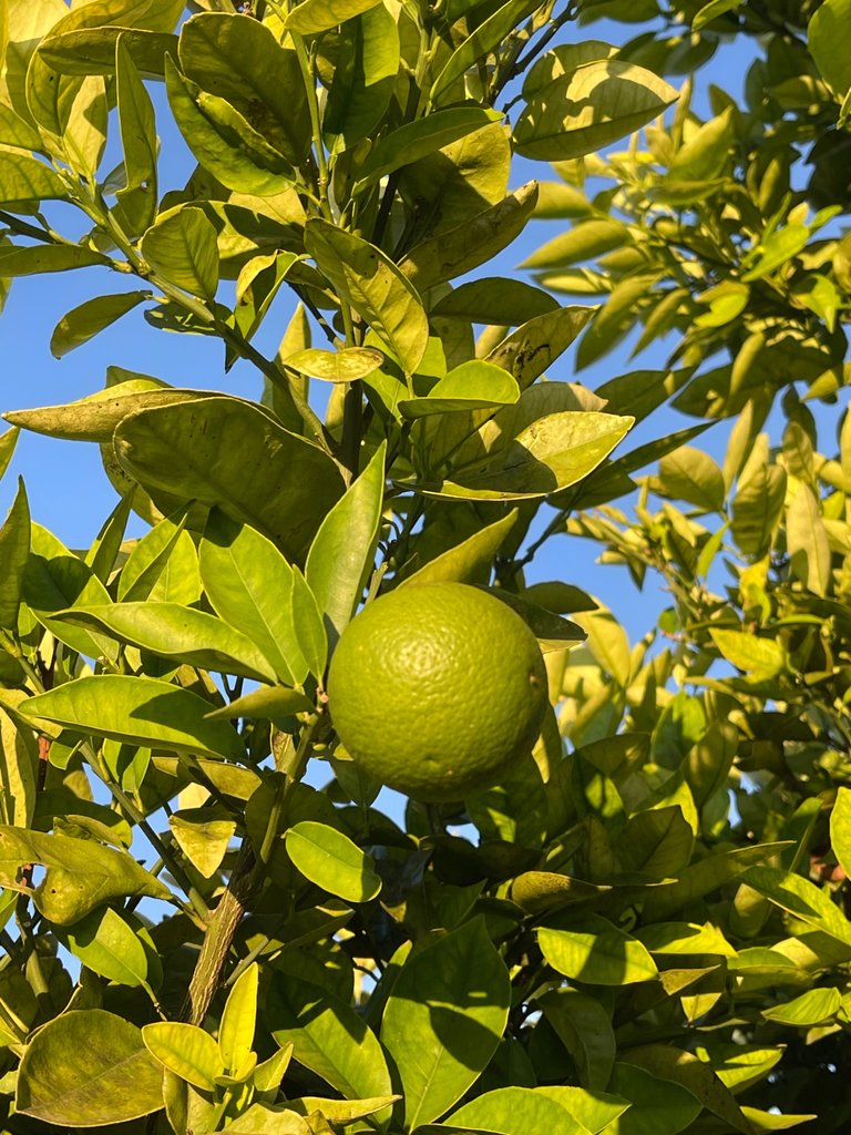 IMG_9462.jpeg
