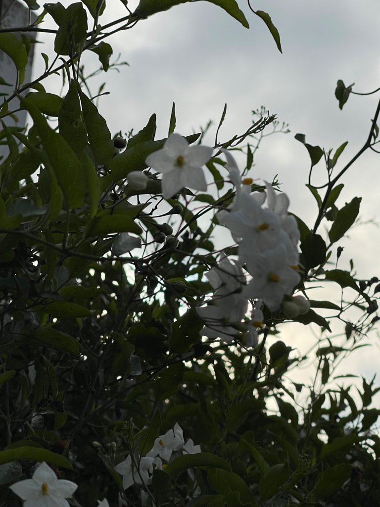 IMG_1634.jpeg