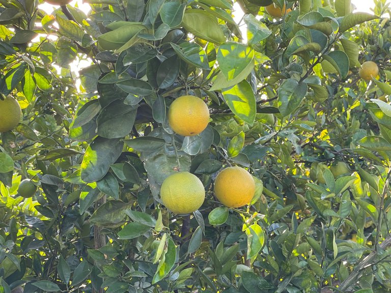 IMG_1617.jpeg