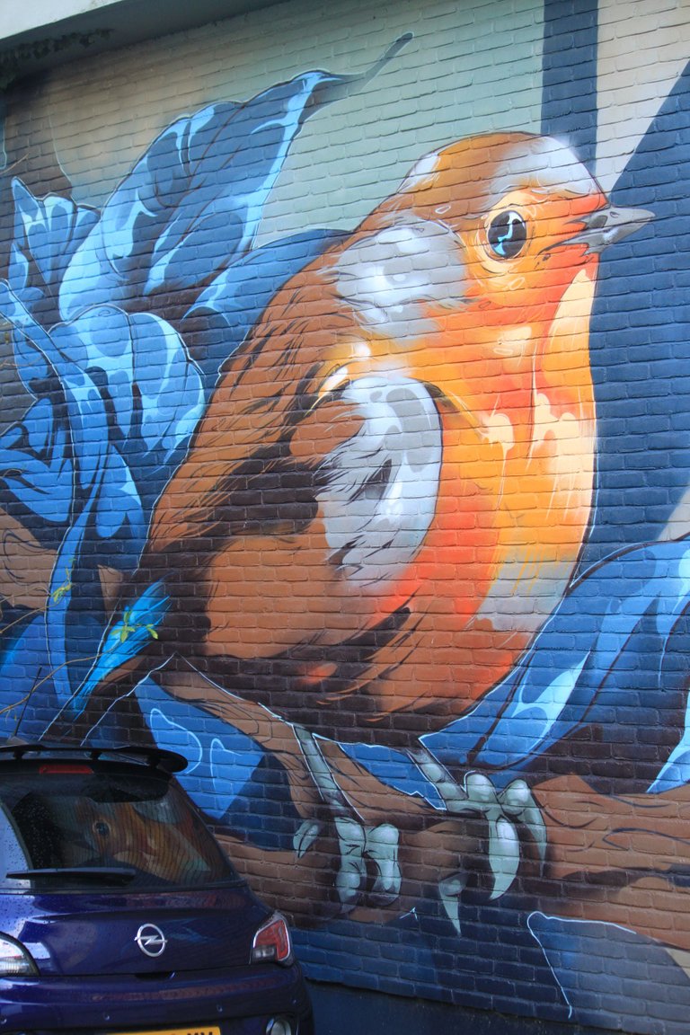 Robin closeup