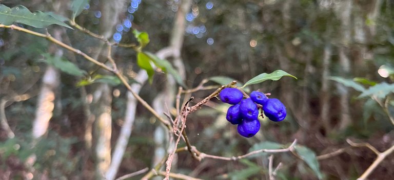 the color of this berry was cool