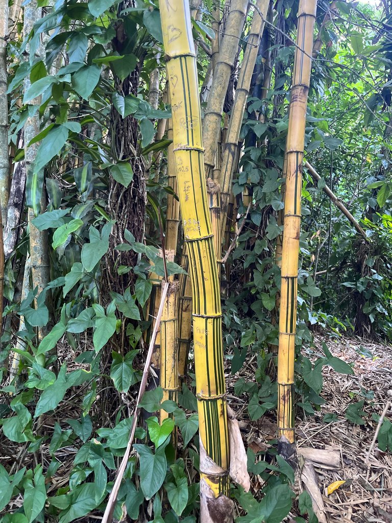 bamboo is not native to brazil