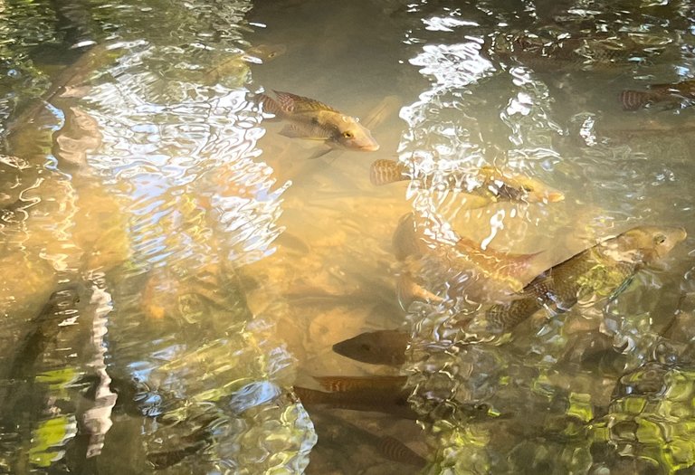 fish.png