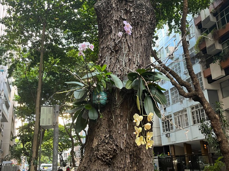orchids attached to a tree outside
