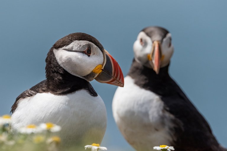 puffins5223055_1920.jpg