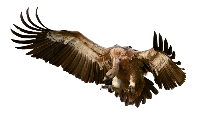 vulture-2761311_1280.png
