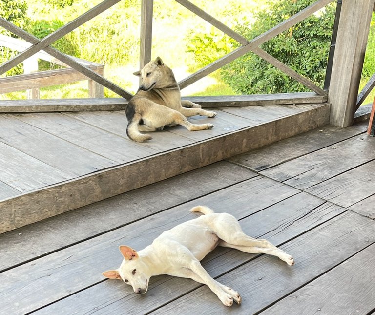 The dogs at the food shop