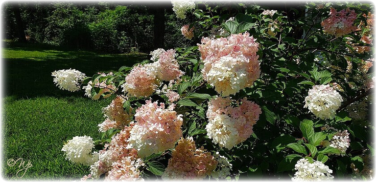 Strawberry - Vanilla Hydrangea.png