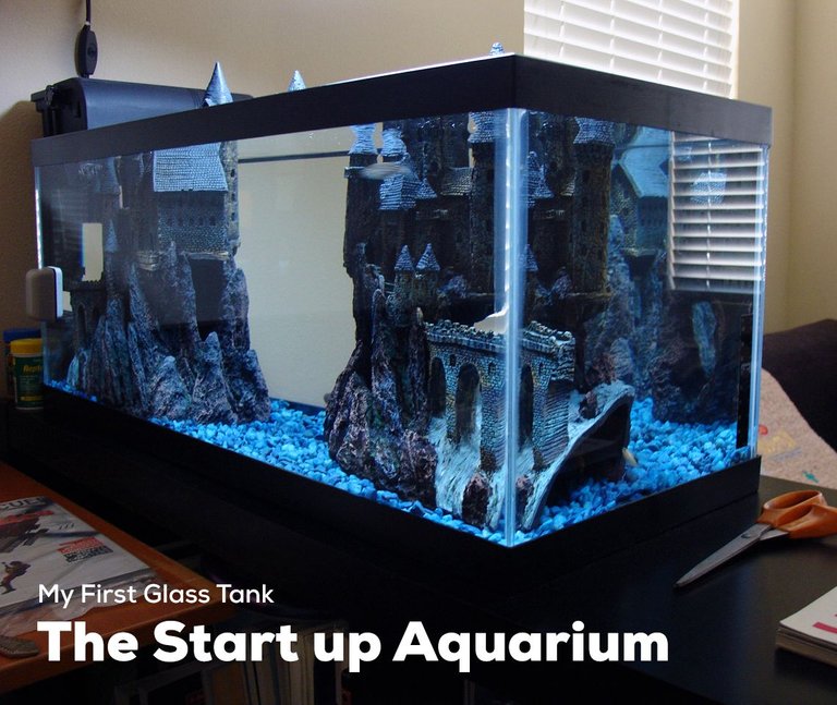 Startup Aquarium.jpg