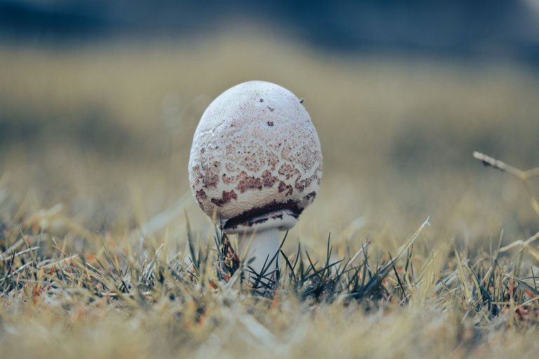 mushroom photo.jpg