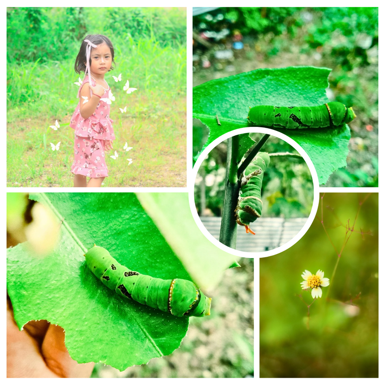 Violet and Green Lavender Photo Collage Instagram Post_20250901_172456_0000.png