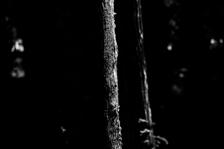 IMG_4469.jpg