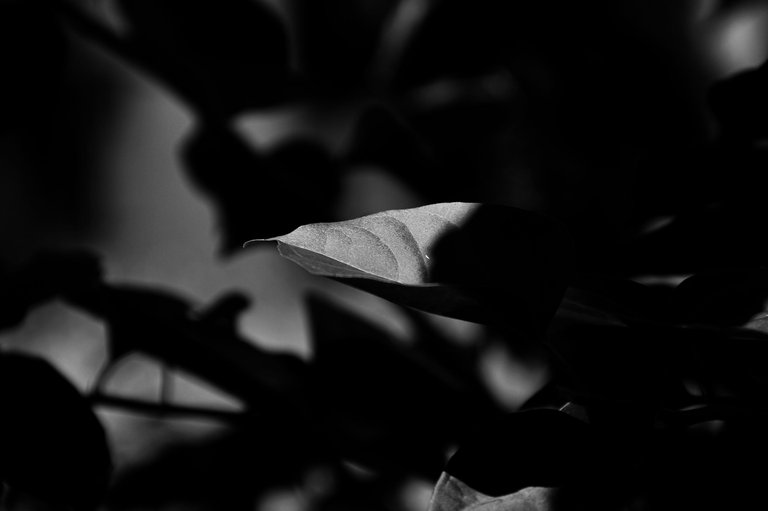 IMG_5153.jpg