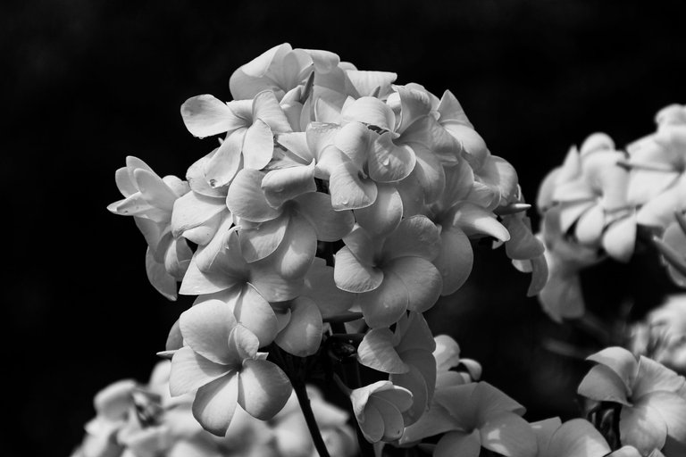 IMG_6060.jpg
