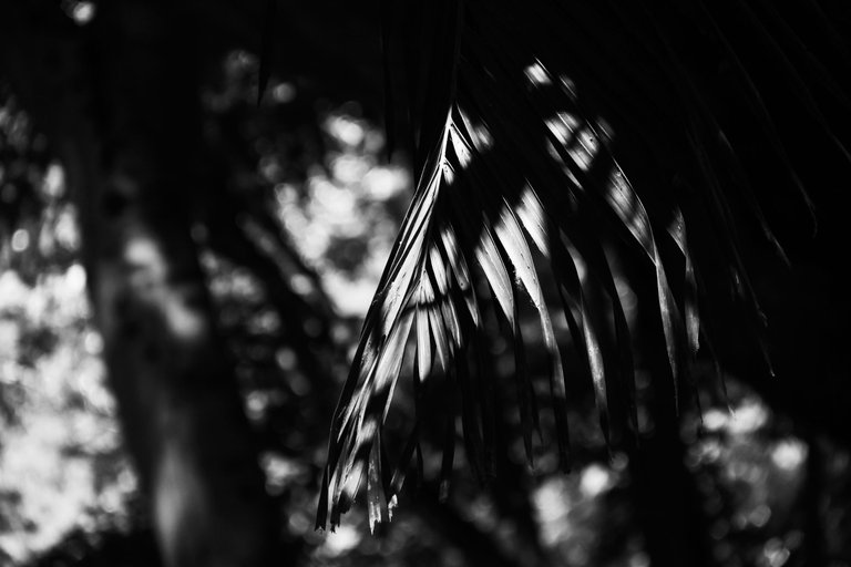 IMG_4477.jpg