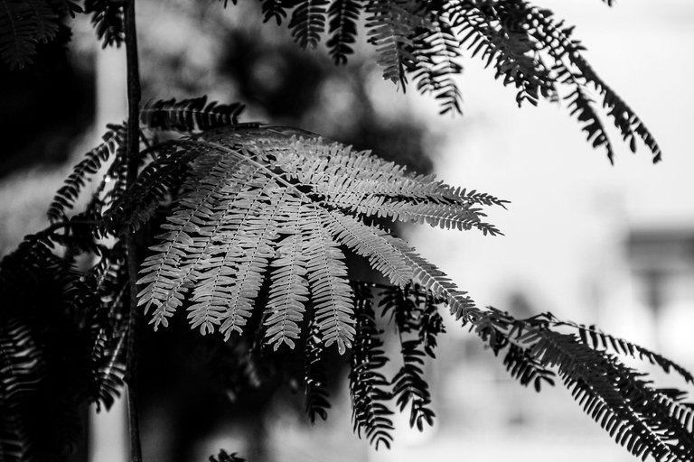IMG_6038.jpg