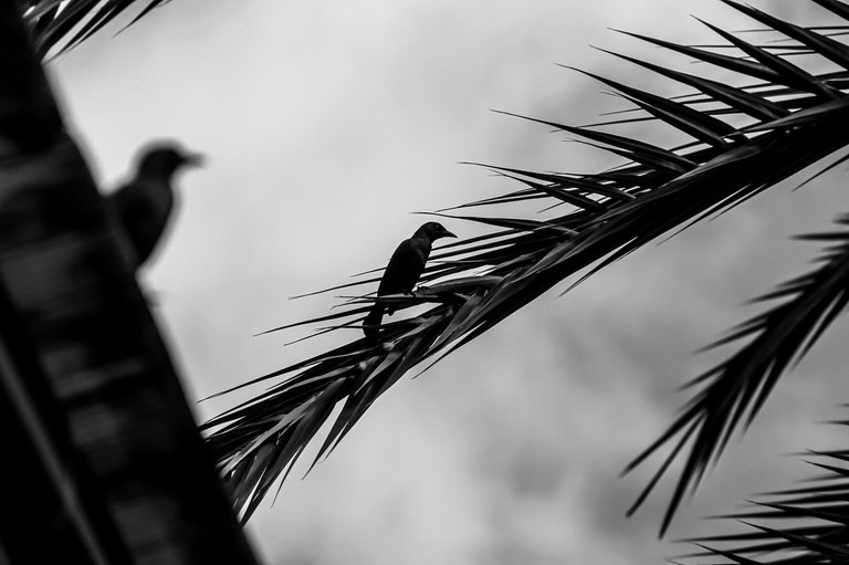 IMG_6460.jpg