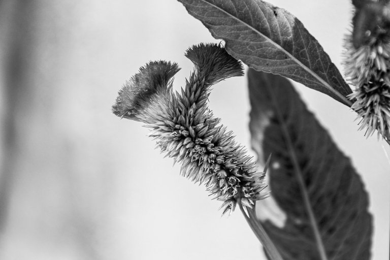 IMG_6937.jpg
