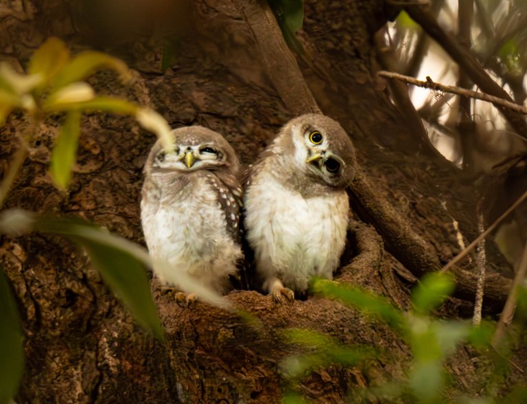 Owls7718-Enhanced-NR.jpg