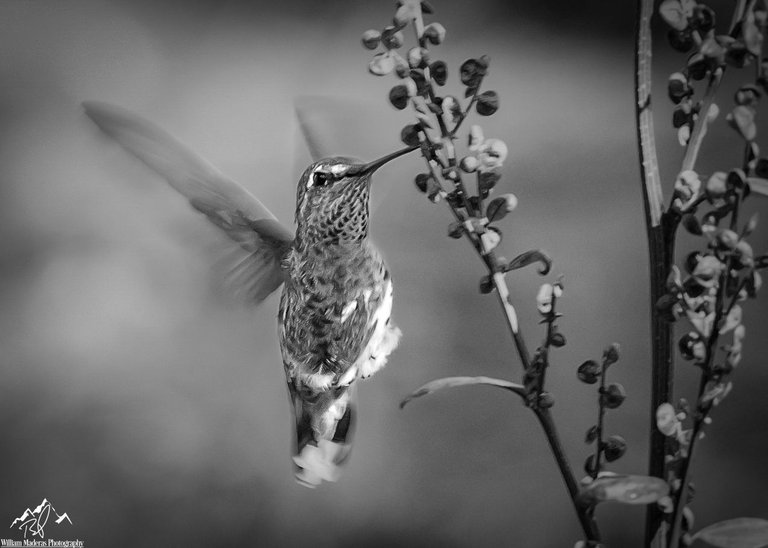 Hummingbird_bw5607.jpg