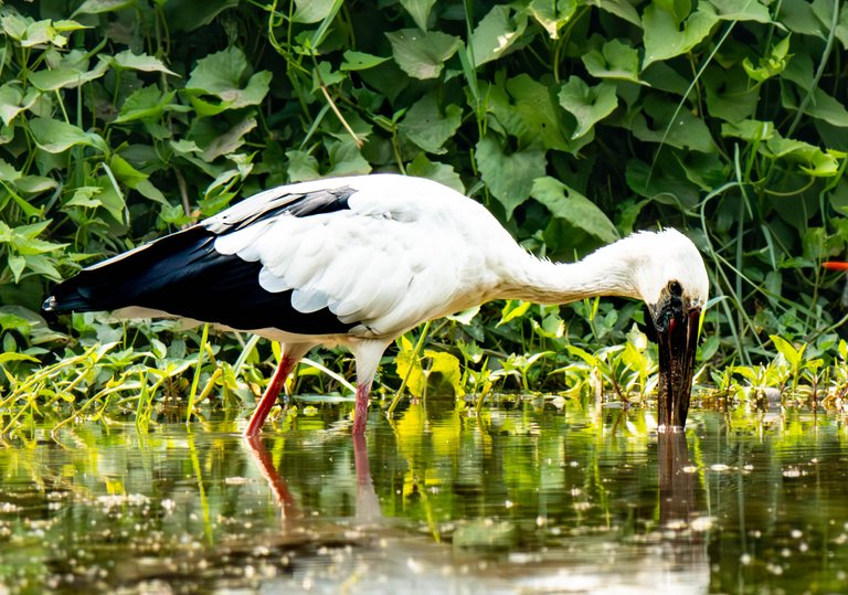 Stork5255-Enhanced-NR.jpg