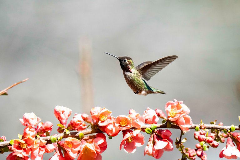 Hummingbird4755.jpg